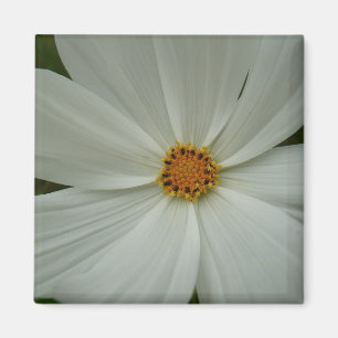 Imã Floral de Flor Selvagem de Verão do Cosmos Branco