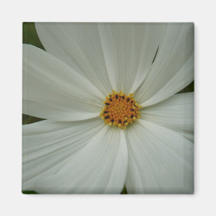 Imã Floral de flor silvestre de verão do Cosmos Branc
