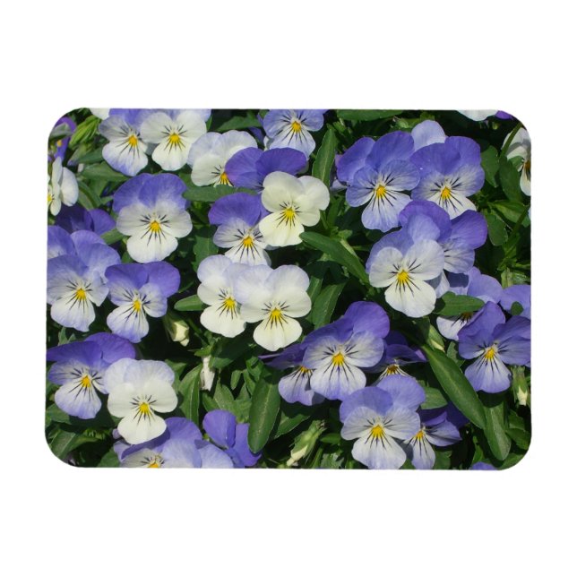 Ímã Floral de Jardim de Pânico Roxo (Horizontal)