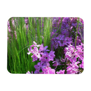 Ímã Floral de Verão e Flox Rosa