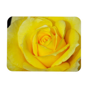 Ímã floral do rosa amarelo