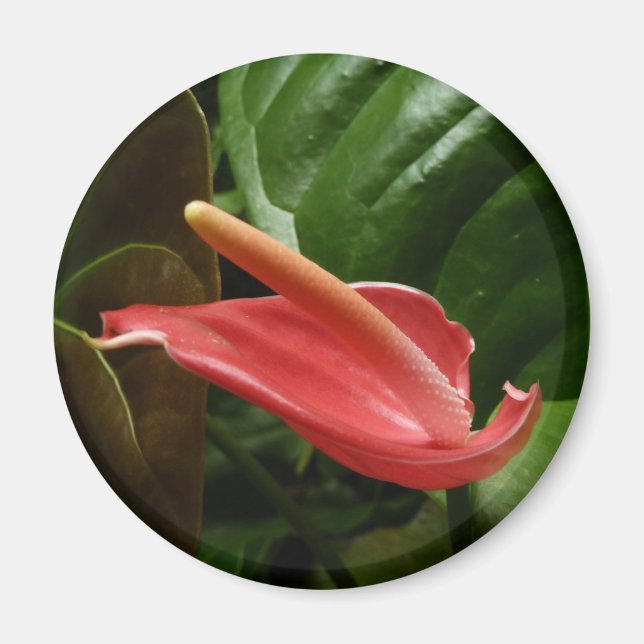 Imã Floral rosa Calla Lily Elegante (Frente)