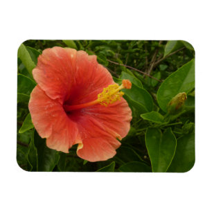Ímã Floral Tropical de Flor de Hibiscus Laranja