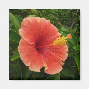 Imã Floral Tropical de Flor de Hibiscus Laranja