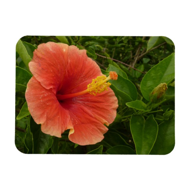 Ímã Floral Tropical de Laranja Hibiscus (Horizontal)