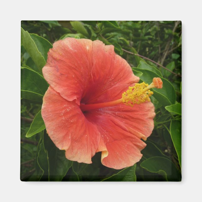 Imã Floral Tropical de Laranja Hibiscus (Frente)