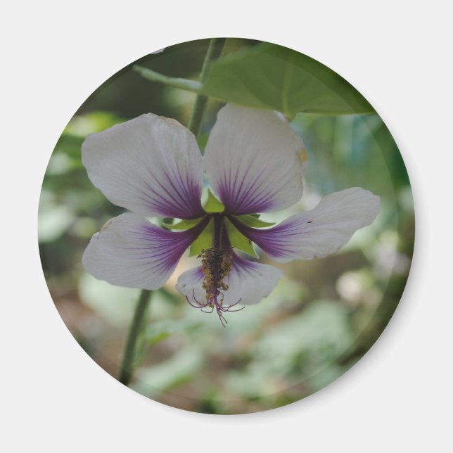 Imã Flores (Frente)