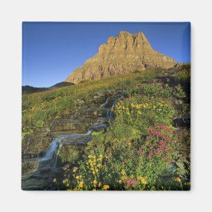 Imã Flores alpinas e limpeza do Monte no Logan Pass