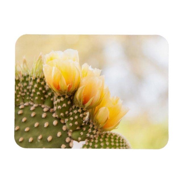 Ímã Flores amarelas de cacto à medida que florescem na (Horizontal)