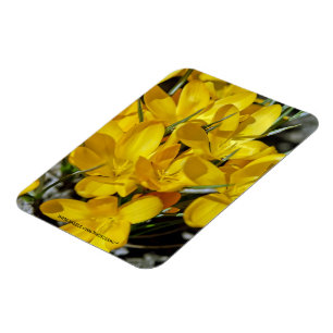Ímã Flores Amarelas de Crócus