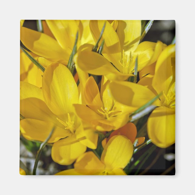 Imã Flores Amarelas de Crócus (Frente)