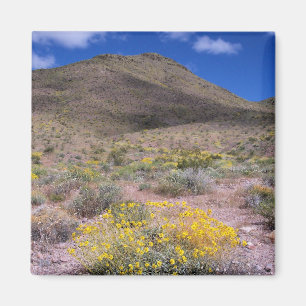 Imã Flores Amarelas no Vale da Morte