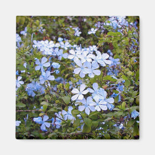 Imã Flores azuis minúsculas