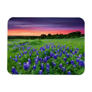 Ímã Flores   Bluetooth no Texas Sunset