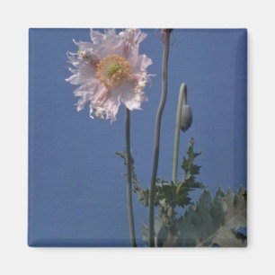 Imã flores brancas da papoila de ópio (Papaver -
