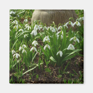 Imã Flores brancas do primavera de Snowdrops II