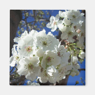 Imã Flores brancas I Árvore de pera Ornamental