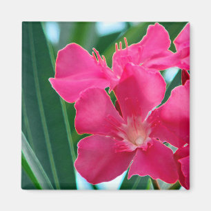 Imã Flores cor-de-rosa