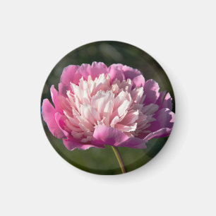 Imã Flores cor-de-rosa grandes no primavera