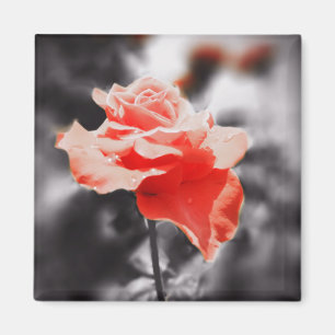 Imã Flores cor-de-rosa românticas #3