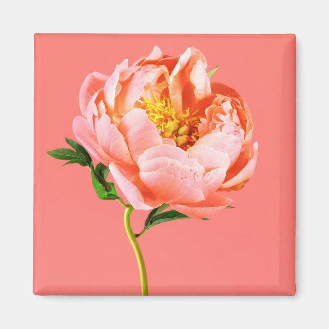 Imã Flores | Coral Peony Blossom (Frente)