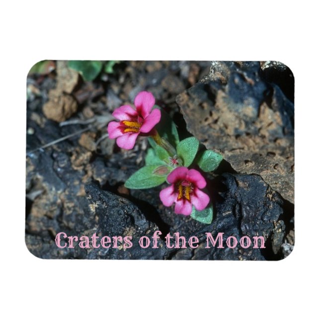 Ímã Flores crescendo em Lava Rock, Crateras da Lua (Horizontal)