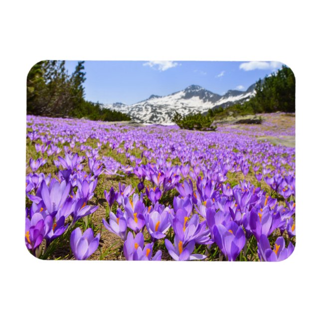 Ímã Flores | Crocus Pirin Mountain Park Bulgária (Horizontal)