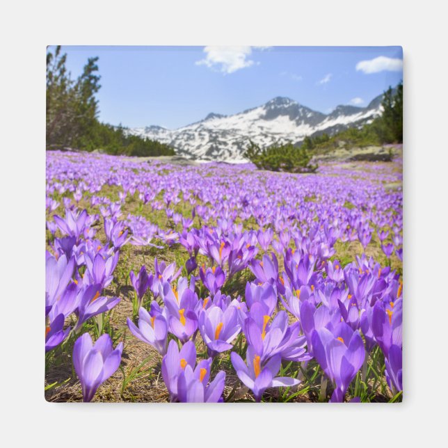Imã Flores | Crocus Pirin Mountain Park Bulgária (Frente)