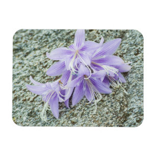 Ímã Flores da lavanda na floração do cheio