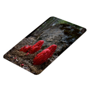 Ímã Flores da neve