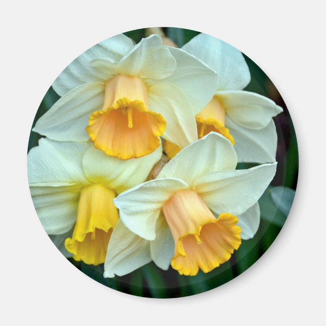 Imã Flores daffodilo amarelas (Frente)