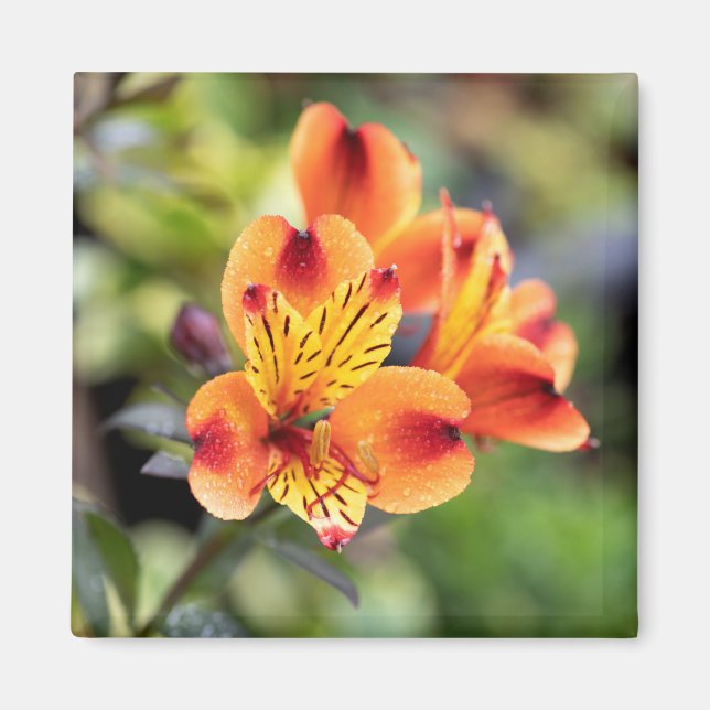 Imã Flores de Alstroemeria Vermelha e Laranja (Frente)