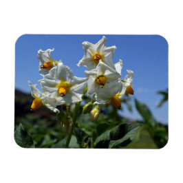 Ímã Flores de amido Solanum tuberosum