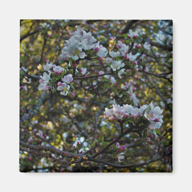 Imã Flores de Apple (Frente)