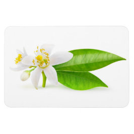 Ímã Flores de árvore laranja