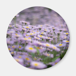 Imã Flores de Aster Roxo