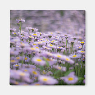 Imã Flores de Aster Roxo