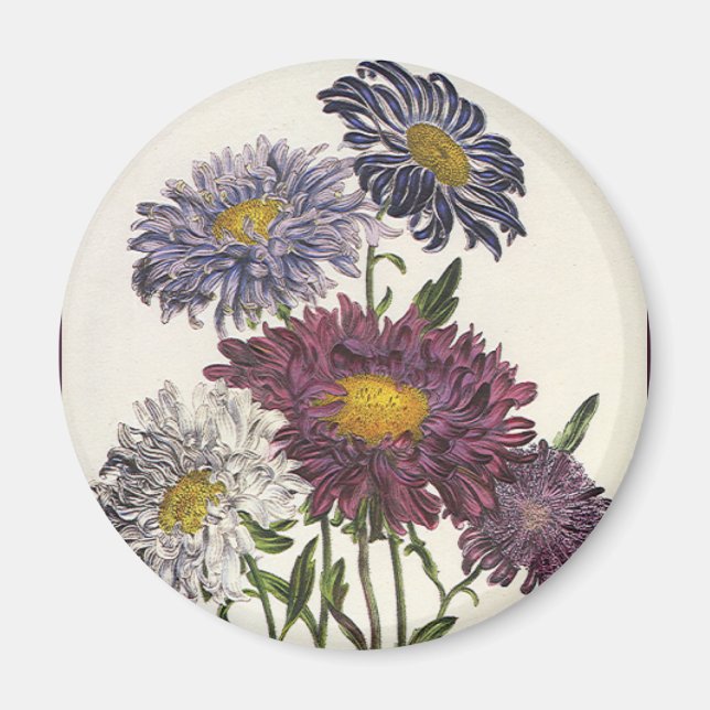 Imã Flores de Áster Roxo Antigas e Florais (Frente)
