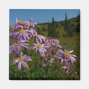 Imã Flores de Aster Roxo no Monte Rainier