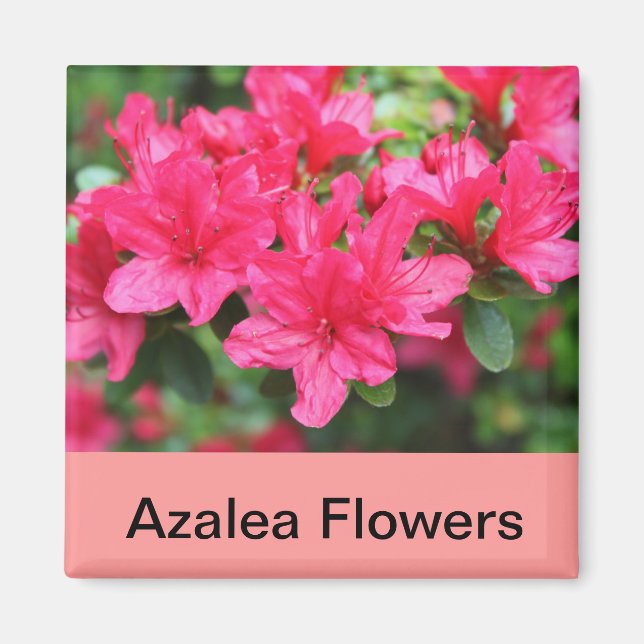 Imã flores de azálea rosa (Frente)