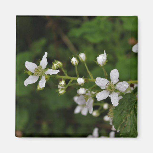 Imã Flores de Blackberry (Frente)