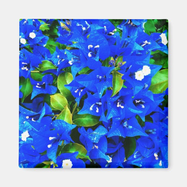 Imã Flores de Bougainvillea Azul Vibrantes (Frente)