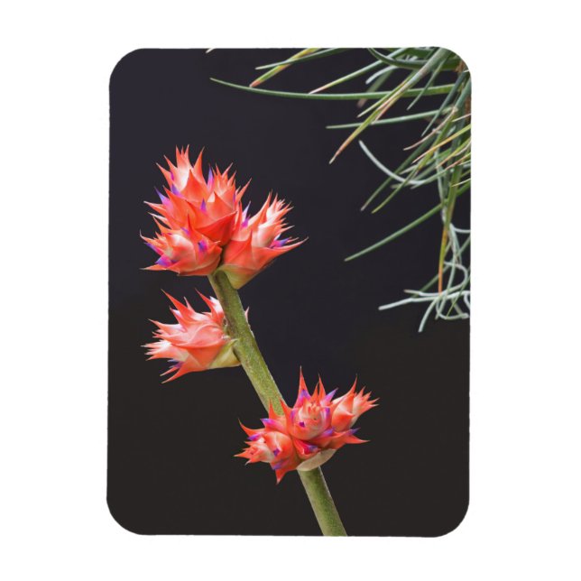 Ímã Flores de bromélia e caule (Vertical)