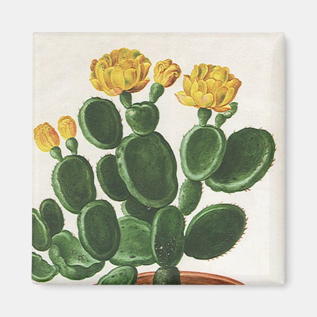 Imã Flores de Cacto Antigos, Plantas de Cactos Suculen (Frente)