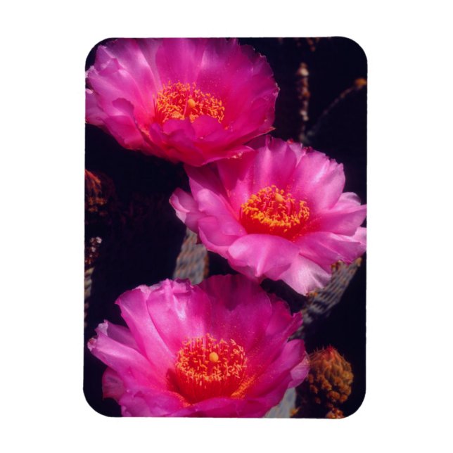 Ímã Flores de Cactus Beavertail 2 (Vertical)