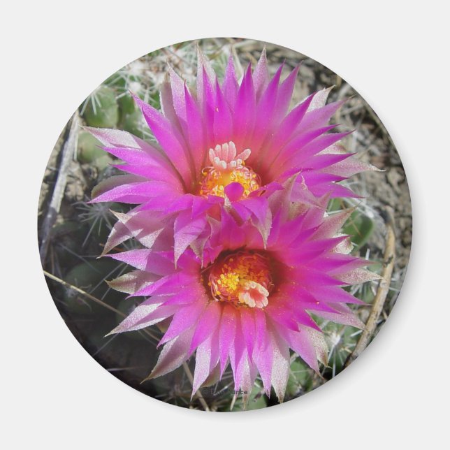 Imã Flores de Cactus Bola F5 "Escobaria vivipara" (Frente)