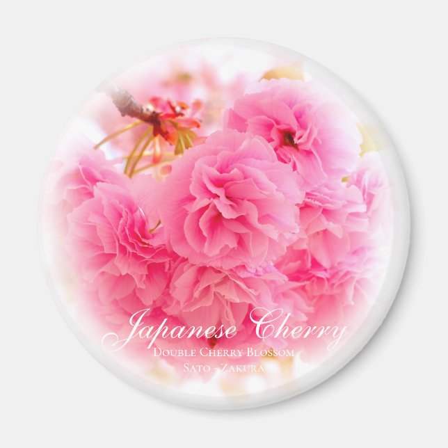 Imã Flores de Cerejeira Duplas: Sato-zakura (Frente)