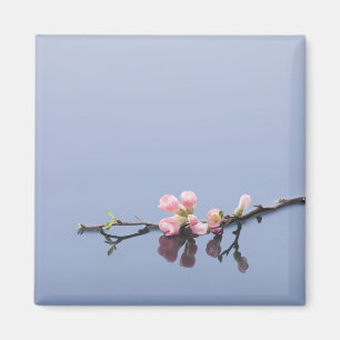 Imã Flores de cerejeira na água