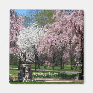 Imã Flores de cerejeira no ímã de Philadelphfia