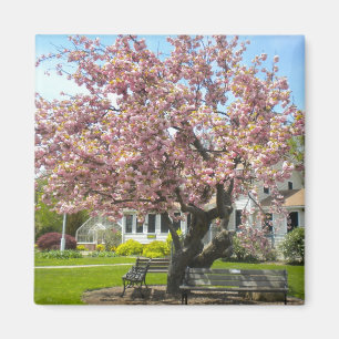 Imã Flores de cerejeira, parque de Elizabeth, Hartford